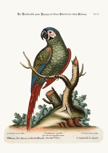 Den brasilianske grønne araen, 1749-73